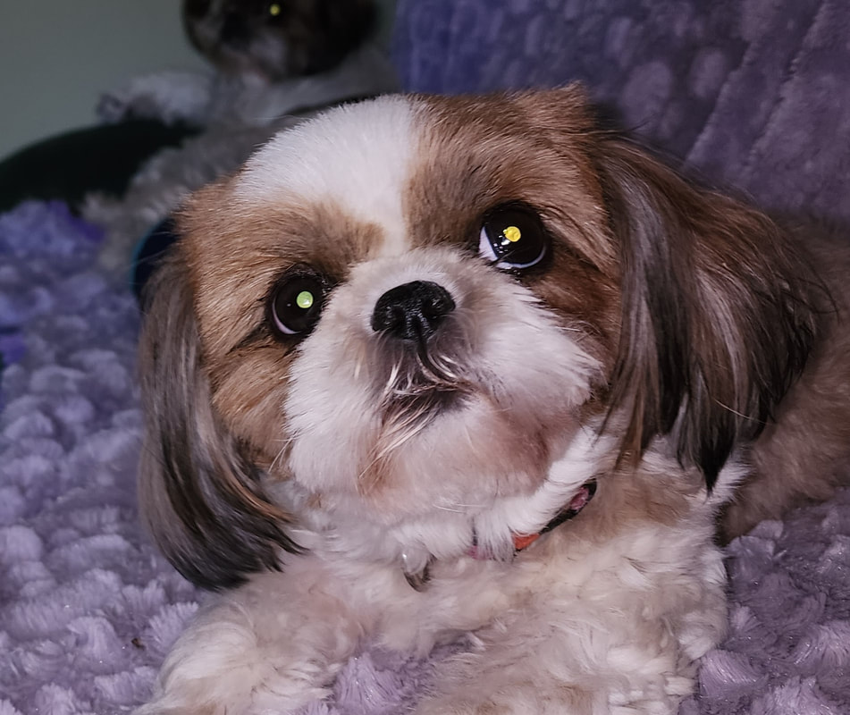 DD's Pets Photo Contest ~ Contestant #32] This is Goofie. An adopted  tailless Shih Tzu since 2011. He holds a special place in my heart…